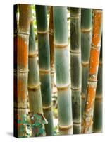 Bamboo, Doi Suthep, Thailand-Kristin Piljay-Stretched Canvas