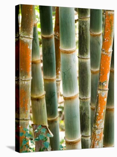 Bamboo, Doi Suthep, Thailand-Kristin Piljay-Stretched Canvas