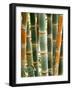 Bamboo, Doi Suthep, Thailand-Kristin Piljay-Framed Photographic Print