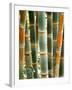 Bamboo, Doi Suthep, Thailand-Kristin Piljay-Framed Photographic Print