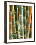 Bamboo, Doi Suthep, Thailand-Kristin Piljay-Framed Photographic Print