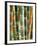 Bamboo, Doi Suthep, Thailand-Kristin Piljay-Framed Photographic Print