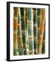 Bamboo, Doi Suthep, Thailand-Kristin Piljay-Framed Photographic Print