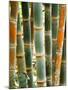 Bamboo, Doi Suthep, Thailand-Kristin Piljay-Mounted Photographic Print