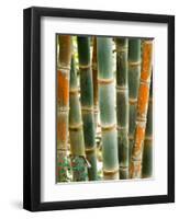 Bamboo, Doi Suthep, Thailand-Kristin Piljay-Framed Photographic Print