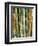 Bamboo, Doi Suthep, Thailand-Kristin Piljay-Framed Photographic Print