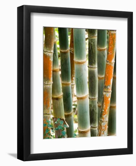 Bamboo, Doi Suthep, Thailand-Kristin Piljay-Framed Photographic Print