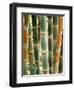 Bamboo, Doi Suthep, Thailand-Kristin Piljay-Framed Photographic Print