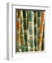 Bamboo, Doi Suthep, Thailand-Kristin Piljay-Framed Photographic Print