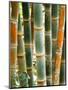 Bamboo, Doi Suthep, Thailand-Kristin Piljay-Mounted Photographic Print