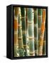 Bamboo, Doi Suthep, Thailand-Kristin Piljay-Framed Stretched Canvas