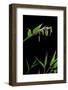 Bamboo Flower-Paul Starosta-Framed Photographic Print