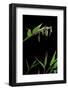 Bamboo Flower-Paul Starosta-Framed Photographic Print