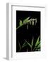 Bamboo Flower-Paul Starosta-Framed Photographic Print