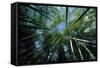 Bamboo Forest from Below-null-Framed Stretched Canvas