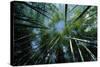 Bamboo Forest from Below-null-Stretched Canvas