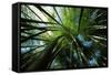 Bamboo Forest from Below-null-Framed Stretched Canvas