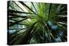 Bamboo Forest from Below-null-Stretched Canvas