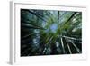 Bamboo Forest from Below-null-Framed Photographic Print