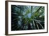 Bamboo Forest from Below-null-Framed Photographic Print