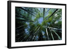 Bamboo Forest from Below-null-Framed Photographic Print