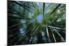 Bamboo Forest from Below-null-Mounted Photographic Print