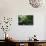 Bamboo Forest from Below-null-Photographic Print displayed on a wall