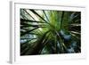 Bamboo Forest from Below-null-Framed Photographic Print