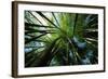 Bamboo Forest from Below-null-Framed Photographic Print