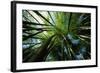 Bamboo Forest from Below-null-Framed Photographic Print