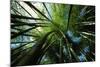Bamboo Forest from Below-null-Mounted Photographic Print