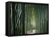 Bamboo Forest, Ginkakuji Temple, Kyoto, Japan-null-Framed Stretched Canvas