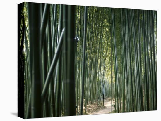 Bamboo Forest, Ginkakuji Temple, Kyoto, Japan-null-Stretched Canvas