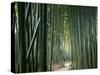 Bamboo Forest, Ginkakuji Temple, Kyoto, Japan-null-Stretched Canvas
