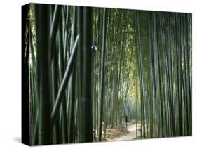 Bamboo Forest, Ginkakuji Temple, Kyoto, Japan-null-Stretched Canvas