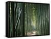 Bamboo Forest, Ginkakuji Temple, Kyoto, Japan-null-Framed Stretched Canvas