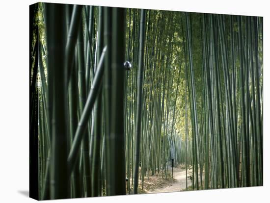 Bamboo Forest, Ginkakuji Temple, Kyoto, Japan-null-Stretched Canvas