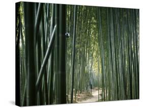 Bamboo Forest, Ginkakuji Temple, Kyoto, Japan-null-Stretched Canvas