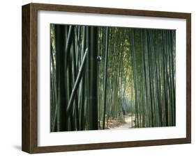 Bamboo Forest, Ginkakuji Temple, Kyoto, Japan-null-Framed Premium Photographic Print