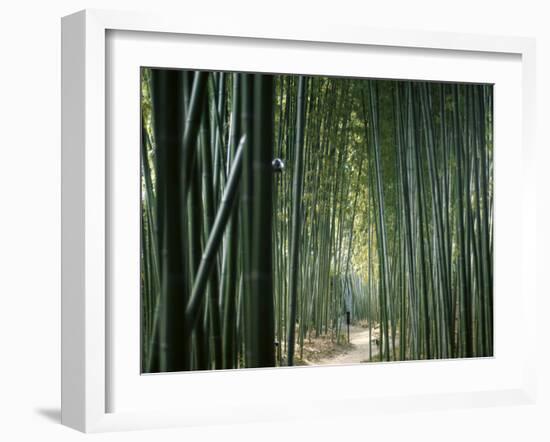 Bamboo Forest, Ginkakuji Temple, Kyoto, Japan-null-Framed Premium Photographic Print