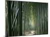 Bamboo Forest, Ginkakuji Temple, Kyoto, Japan-null-Mounted Premium Photographic Print