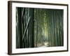 Bamboo Forest, Ginkakuji Temple, Kyoto, Japan-null-Framed Photographic Print