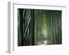 Bamboo Forest, Ginkakuji Temple, Kyoto, Japan-null-Framed Photographic Print