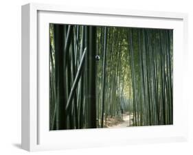 Bamboo Forest, Ginkakuji Temple, Kyoto, Japan-null-Framed Photographic Print