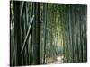 Bamboo Forest, Ginkakuji Temple, Kyoto, Japan-null-Stretched Canvas