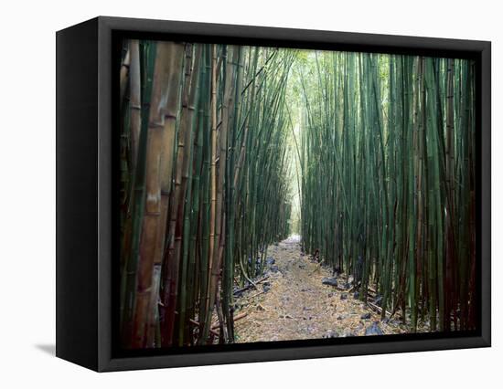 Bamboo Forest, Haleakala National Park, Maui-Stuart Westmorland-Framed Stretched Canvas