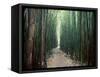 Bamboo Forest, Haleakala National Park, Maui-Stuart Westmorland-Framed Stretched Canvas