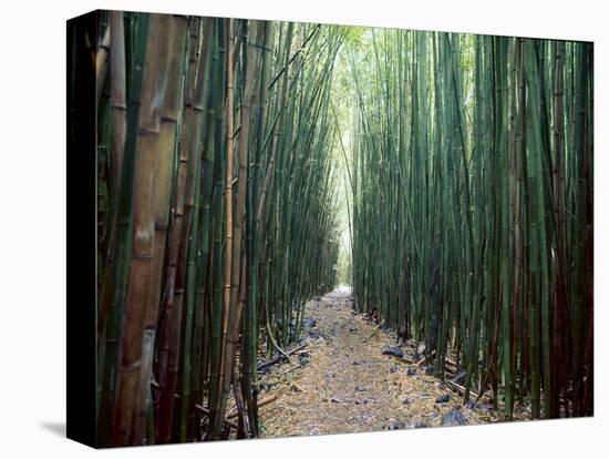 Bamboo Forest, Haleakala National Park, Maui-Stuart Westmorland-Stretched Canvas