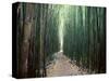 Bamboo Forest, Haleakala National Park, Maui-Stuart Westmorland-Stretched Canvas