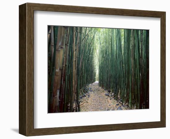 Bamboo Forest, Haleakala National Park, Maui-Stuart Westmorland-Framed Photographic Print